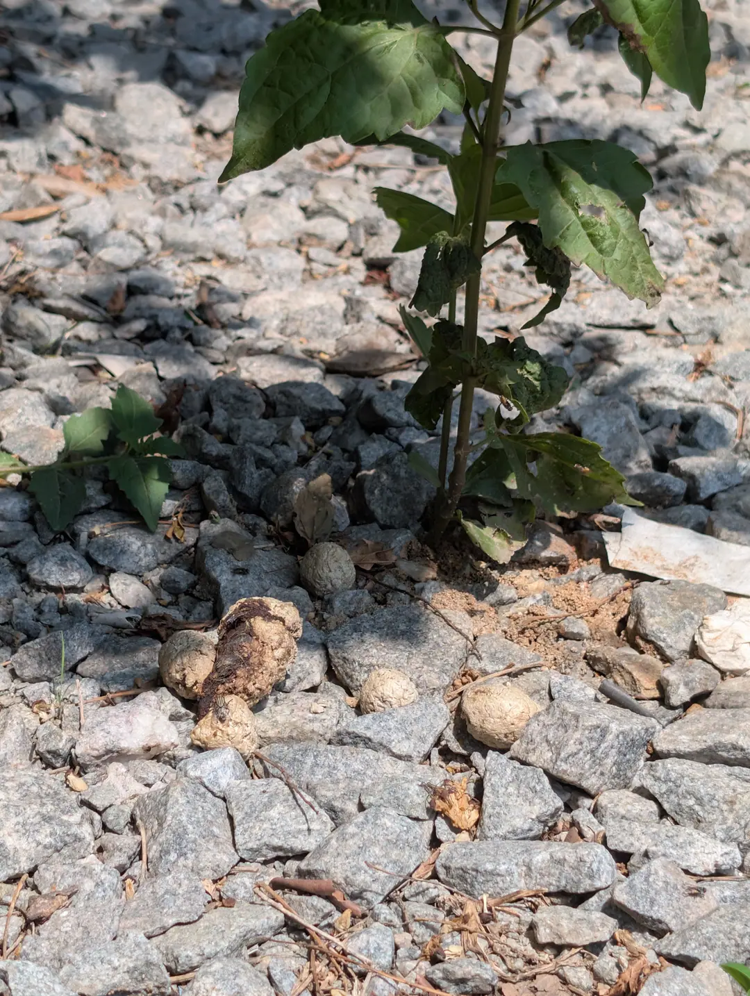 Land mines, 10 Oct 2026